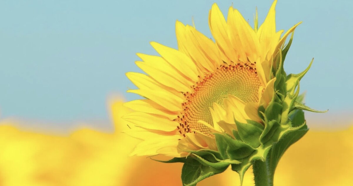 Немного солнечного настроения (фото из интернета)