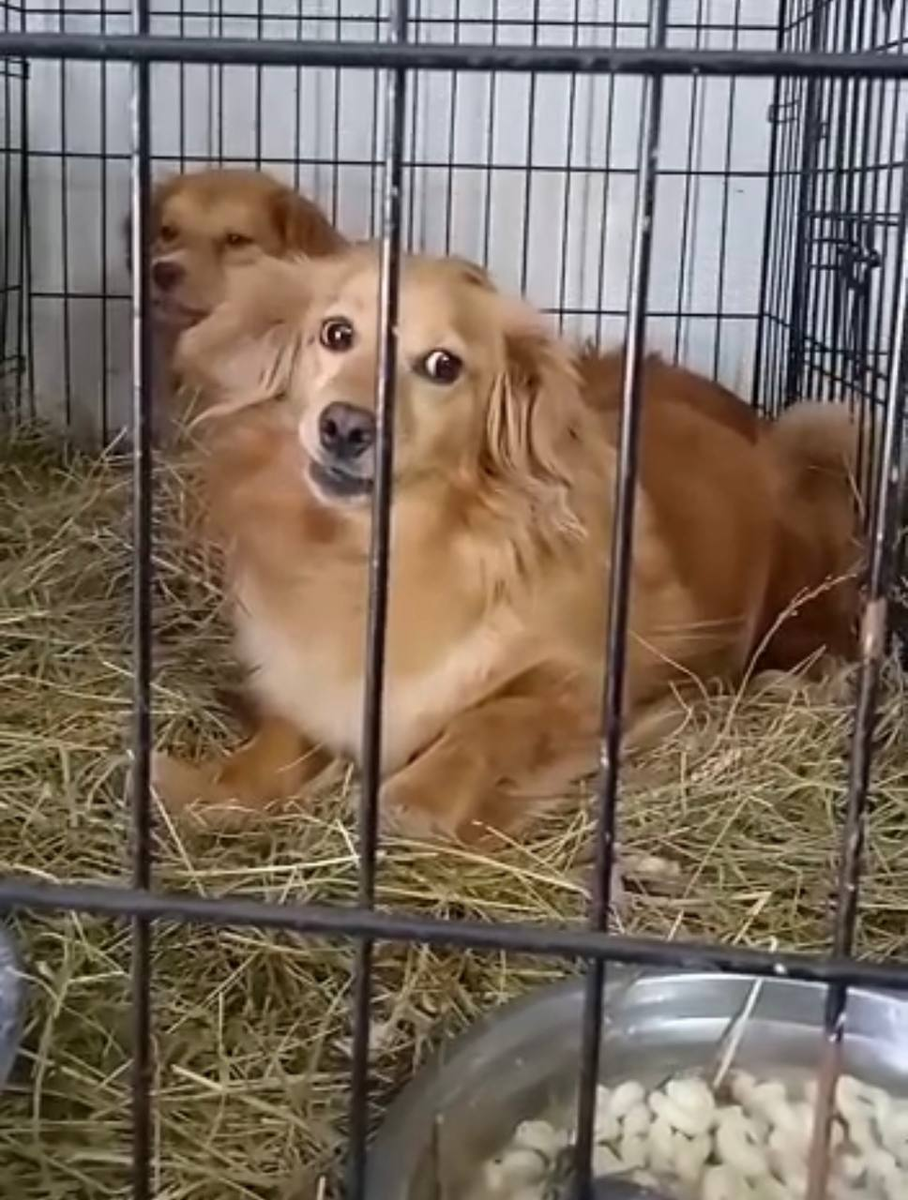 Это наша Мадам! Как можно оставить ее без каши?