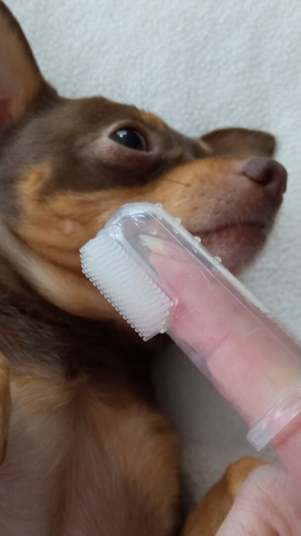 УЛЬТРОЗВУКАВАЯ ЧИСТКА ЗУБОВ У СОБАК. КАК ПРОХОДИЛА И СКОЛЬКО Я ...