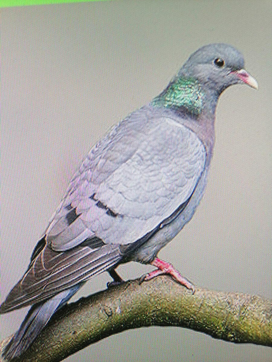 Фото с моего сайта. 