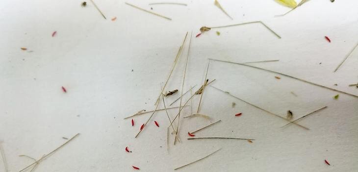    На комнатных цветах трипс - что делать: «Дачная помощь» от владимирского Россельхозцентра