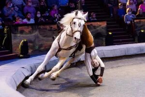    Фото: Большой Московский цирк на проспекте Вернадского Ирина Кипшидзе