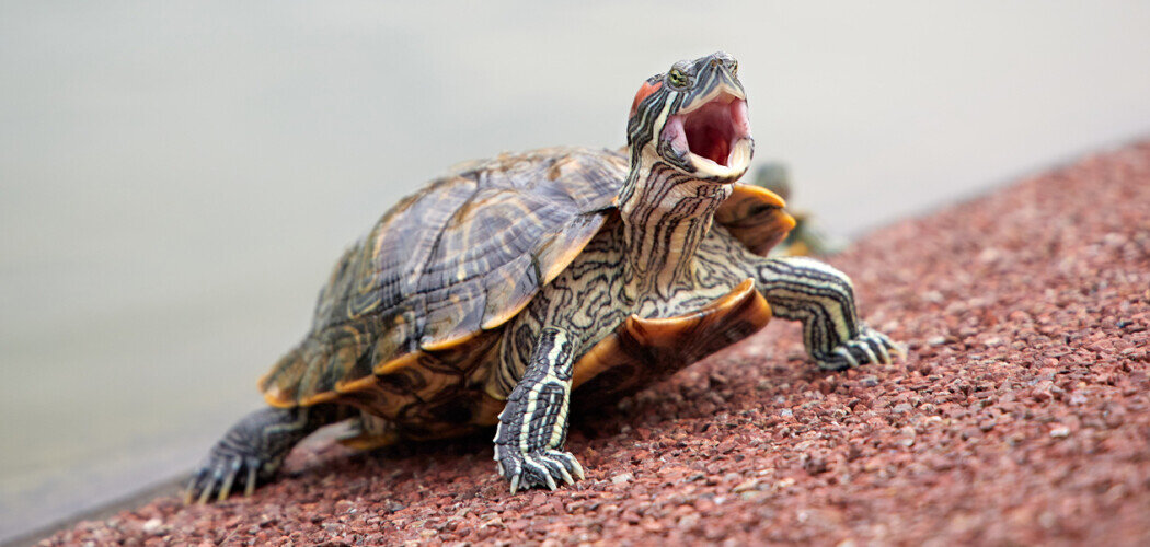 Красноухая черепаха Фото: © Ilia Rozhnov / Shutterstock / FOTODOM
