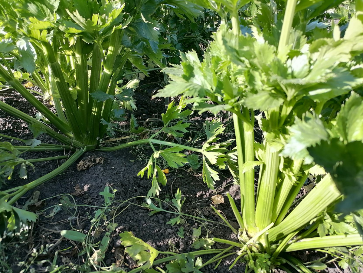 Черешковый сельдерей посею в грунт в апреле-мае (мой опыт)