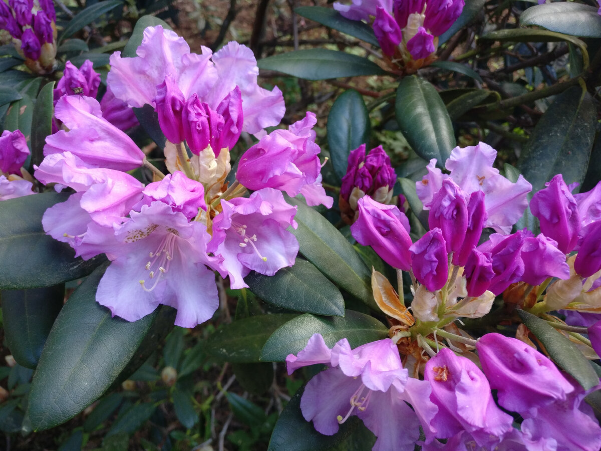Рододендрон (Rhododendron). Фото автора