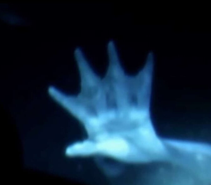 Лапа существа из глубин океана.
Источник фото: https://images.saymedia-content.com/.image/c_limit%2Ccs_srgb%2Cfl_progressive%2Cq_auto:eco%2Cw_700/MTg3NzIwNzgyODA0Mjk2OTU5/mermaids-the-pact-has-been-broken.jpg