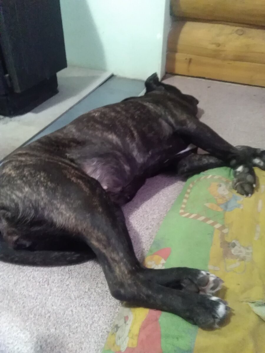 Фото автора. Я свою работу сделала, можно спать! - Шакира. 