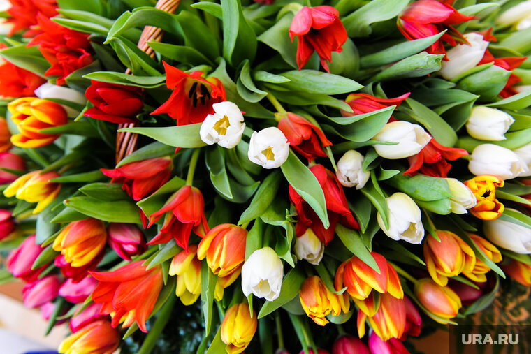    9800 тюльпанов без сертификатов не пропустили в Казахстан