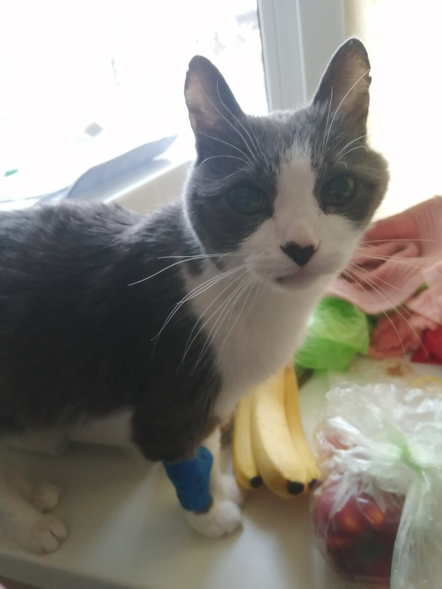 Совсем худенький одни уши остались.