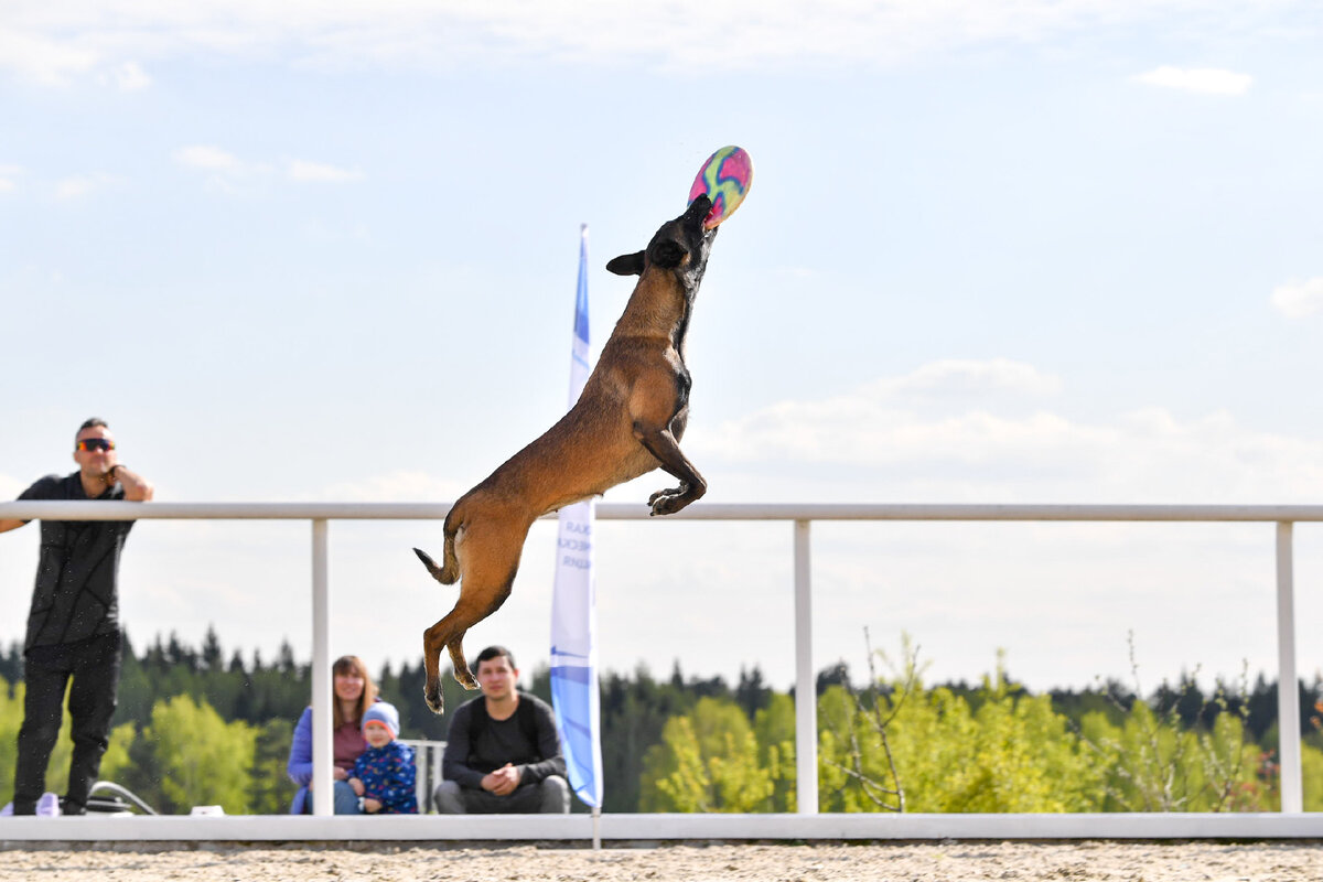 Спорт дог. Соревнования собак. Выставки и соревнования собак. Победители аджилити. Выставка собак в Москве 2022.