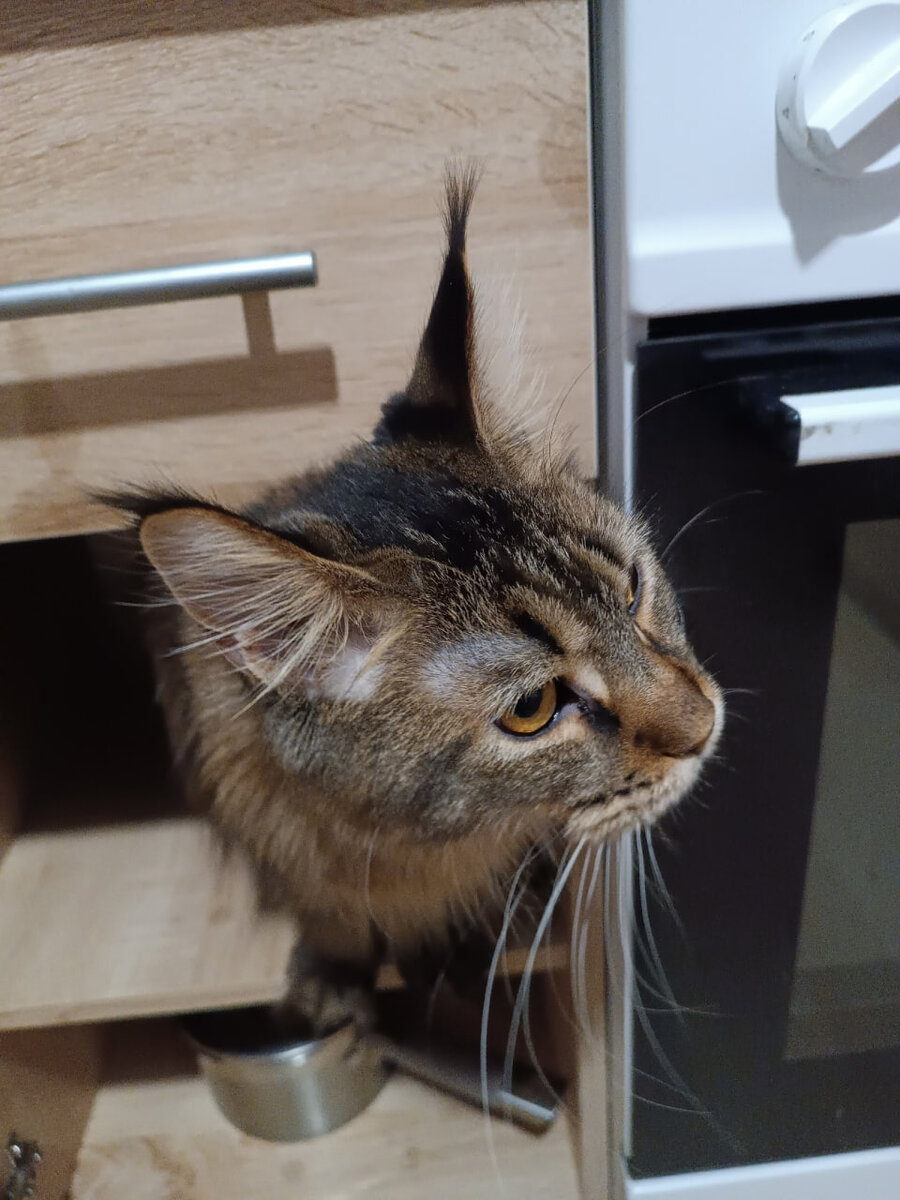 Урсула и оптимизм