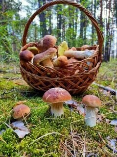 Из свободных источников