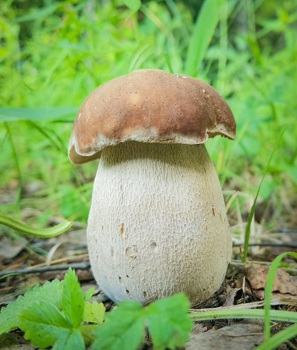 Белый гриб дубовый (Boletus reticulatus). Фото автора. 