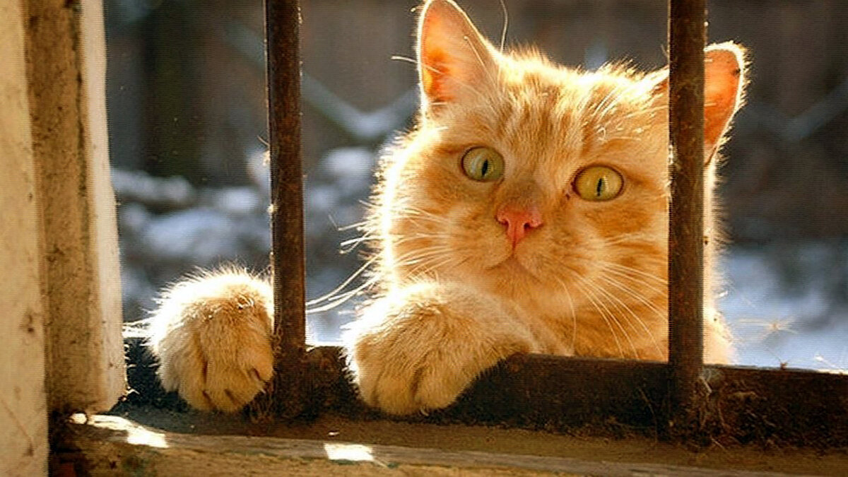 котенок у двери. кот возле двери. стучащий кот. дверь для кота. кот постучал в окно.