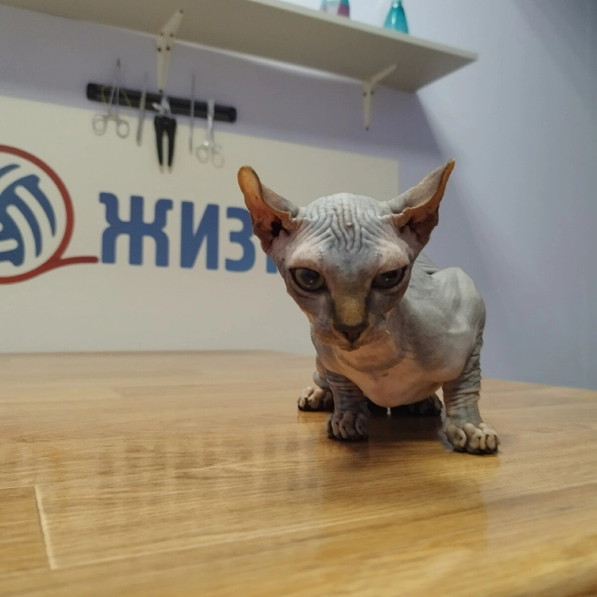 На осмотре у ветеринарного офтальмолога в Калуге сфинкс Руби