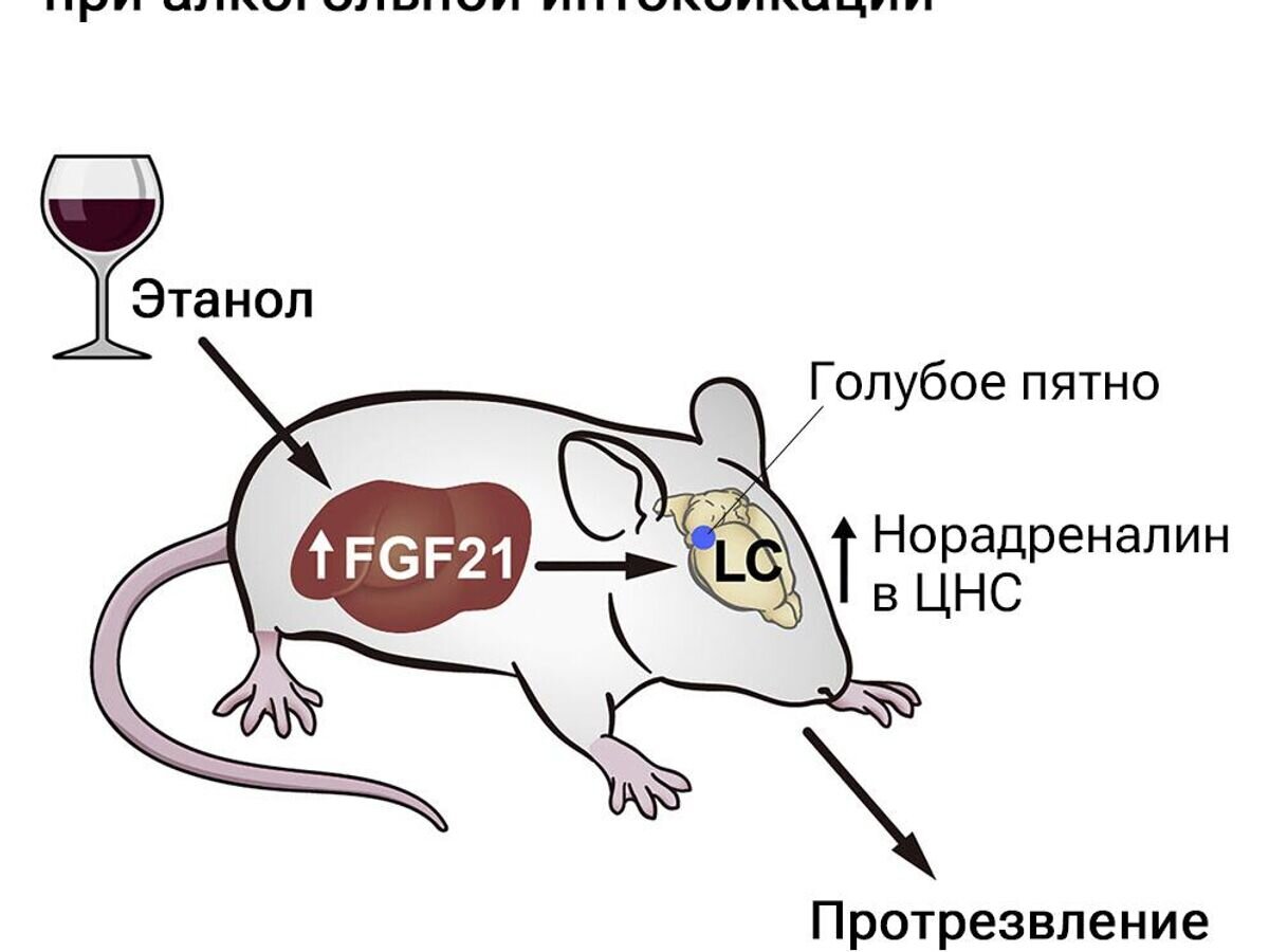    Схема действия гормона FGF21 при алкогольной интоксикацииCC BY 4.0 / Mihwa Choi et al., 2023 /