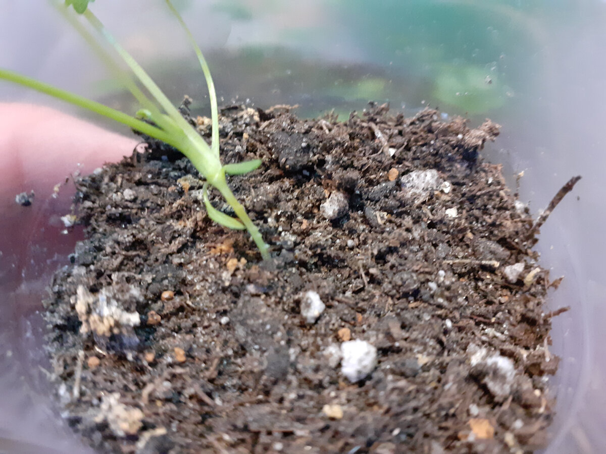 Воздушные корни как шипы внизу видно