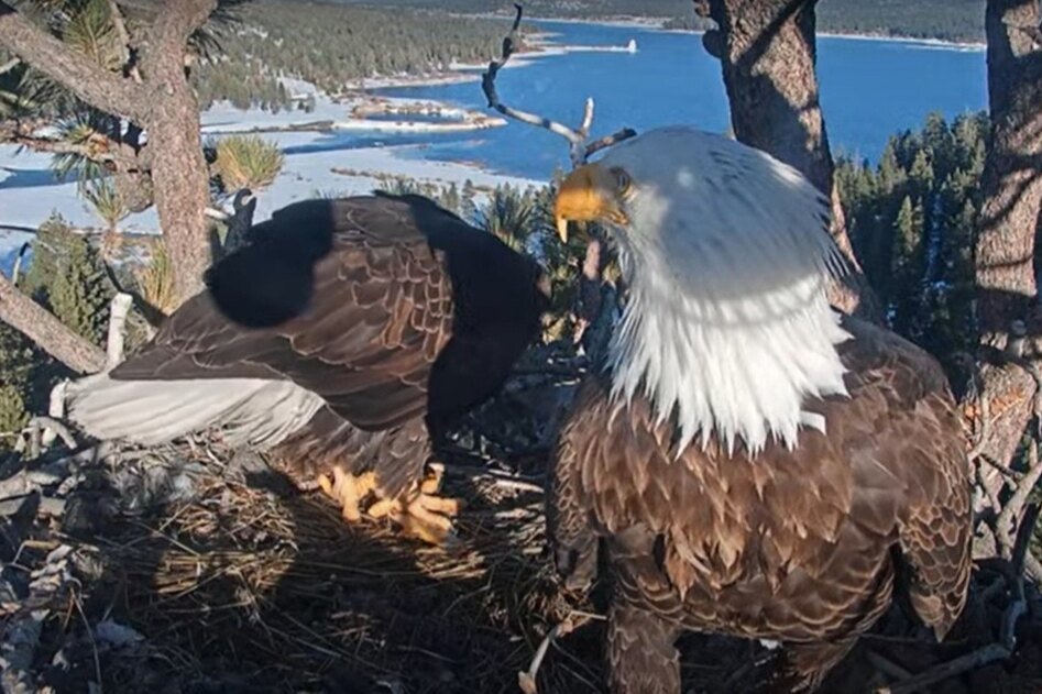     В прямом эфире: посмотрите на жизнь белоголовых орланов, которые готовятся к родительству в горах