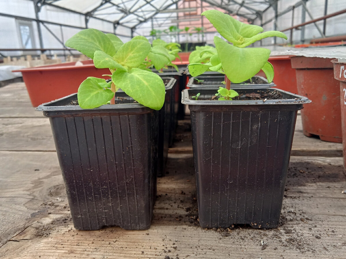 Саженцы петунии. Это светолюбивый цветок, и если растение постоянно будет находиться на солнце, то оно раньше зацветёт, а кустик не будет вытягиваться