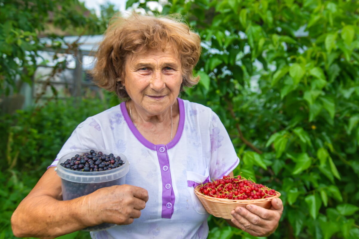 Бабушка собирает