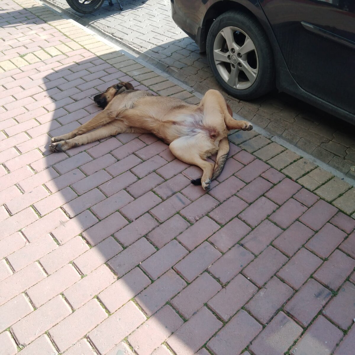 Полдничный отдых. Фото автора