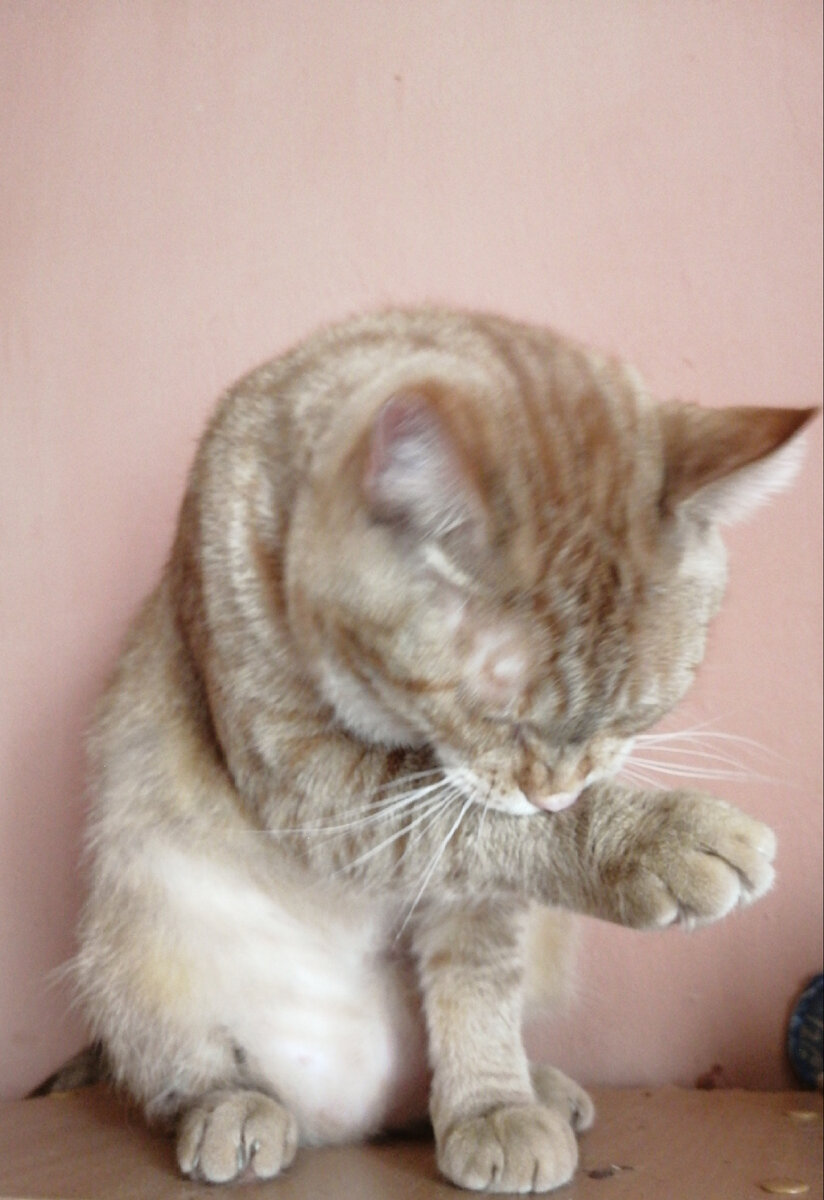 Занят))) только явился домой.его ещё в детстве хотели утопить на болоте(((