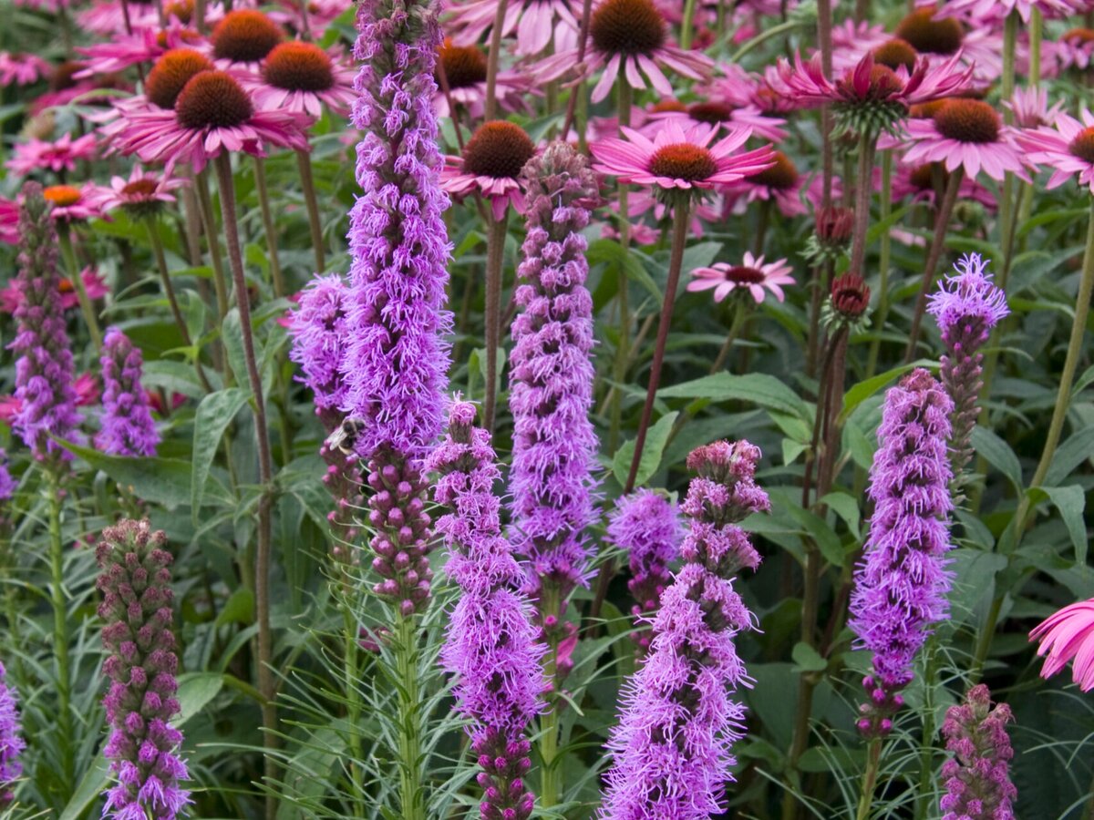 Лиатрис: куда посадить этот цветок и как за ним ухаживать | Чудогрядка ...