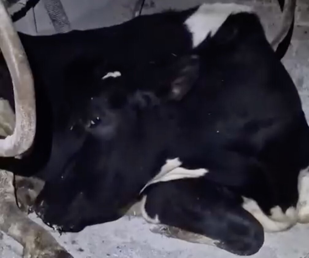     Пользователи соцсетей поддержали корову, которая притворилась спящей, чтобы избежать дойки ранним утром