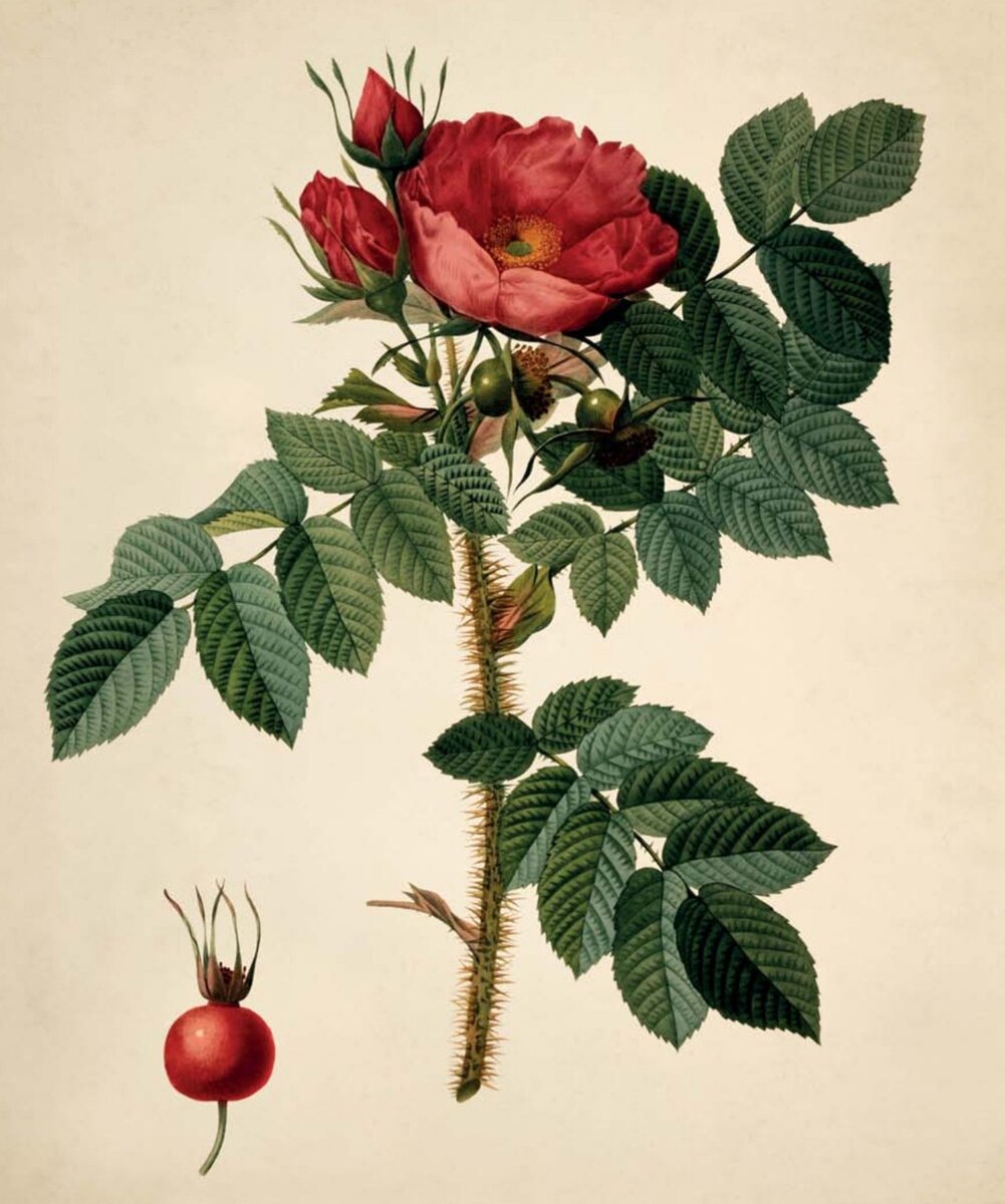 Rosa Kamtschatica; Пьер-Жозеф Редуте (1759-1840)  📷
