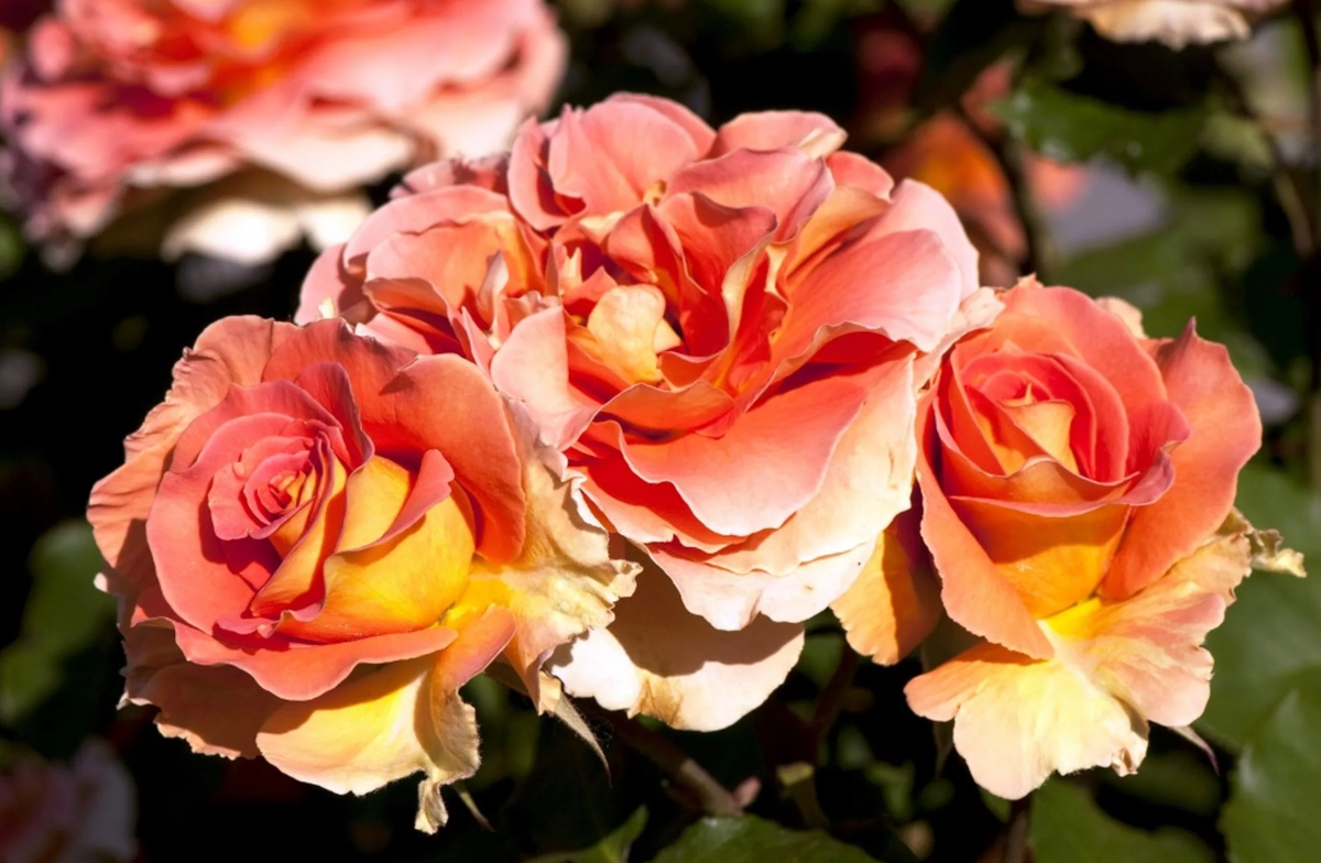 Роза флорибунда