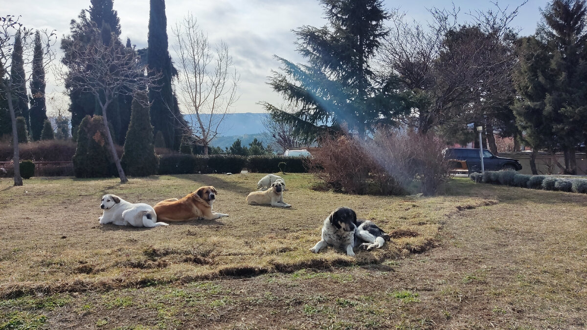 Типичная картина для лужаек в Тбилиси