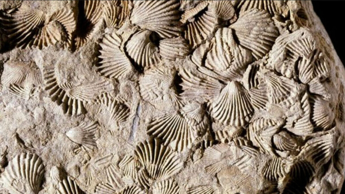     Исследователи считают, что современное глобальное потепление может привести к тем же результатам, которые в среднепермском периоде вызвали масштабные извержения вулканов.