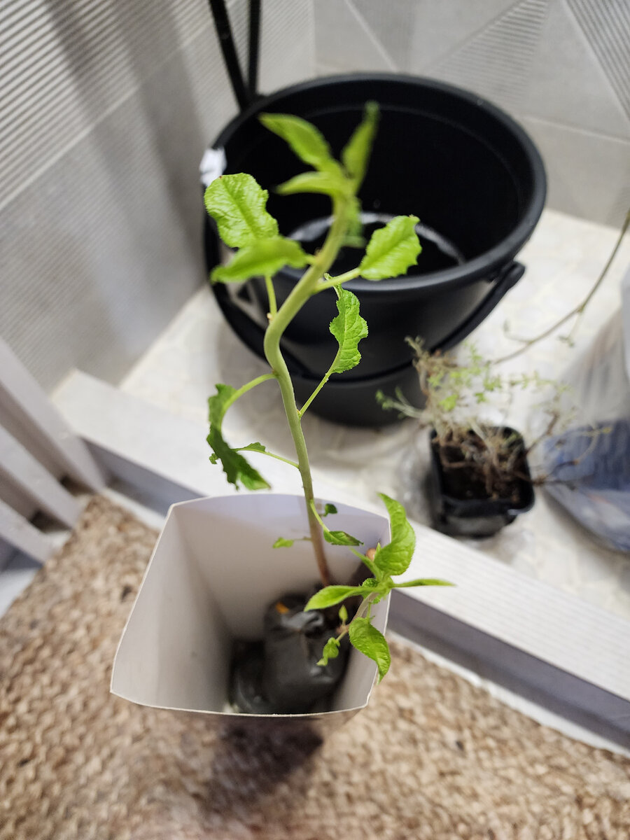 Листья не сильно похожи на картинку, но они хотя бы есть и это уже здорово))