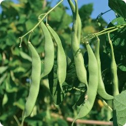 Фасоль Паулиста: сорт, характеристики, выращивание, отзывы