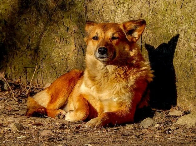 Источник: канал «Тайган»