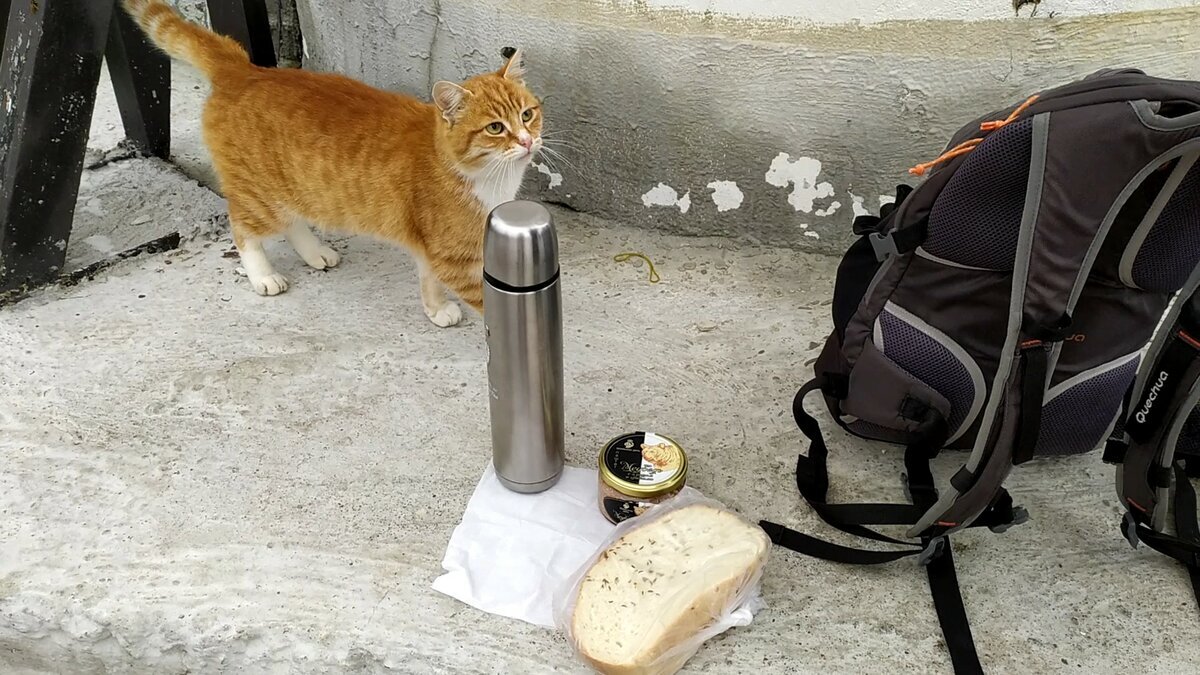 Добавьте описание