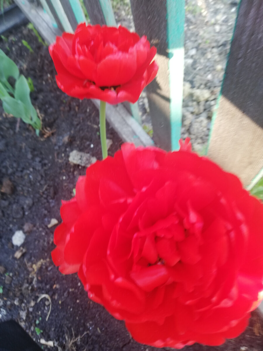 На пионы походят больше