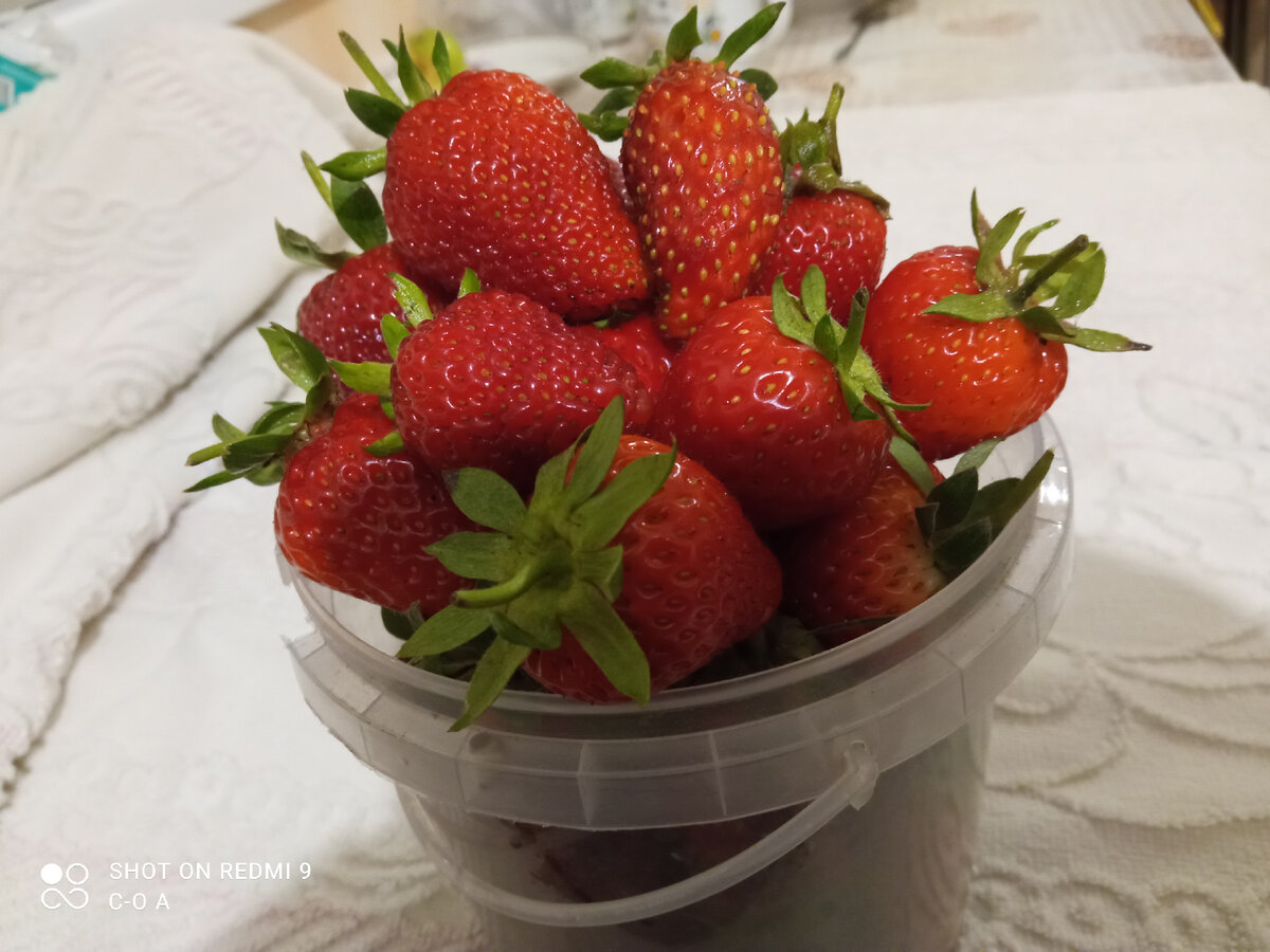 Сорт Альбион. Фото автора.