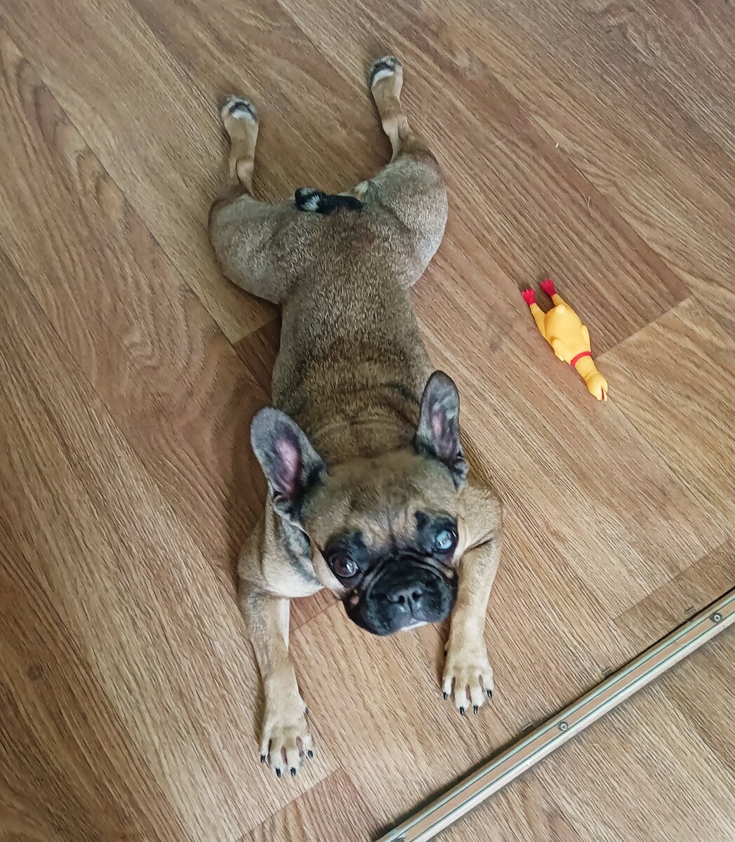 Стерилизовать или не стерилизовать. Течка у собаки. Почему я продолжаю ...