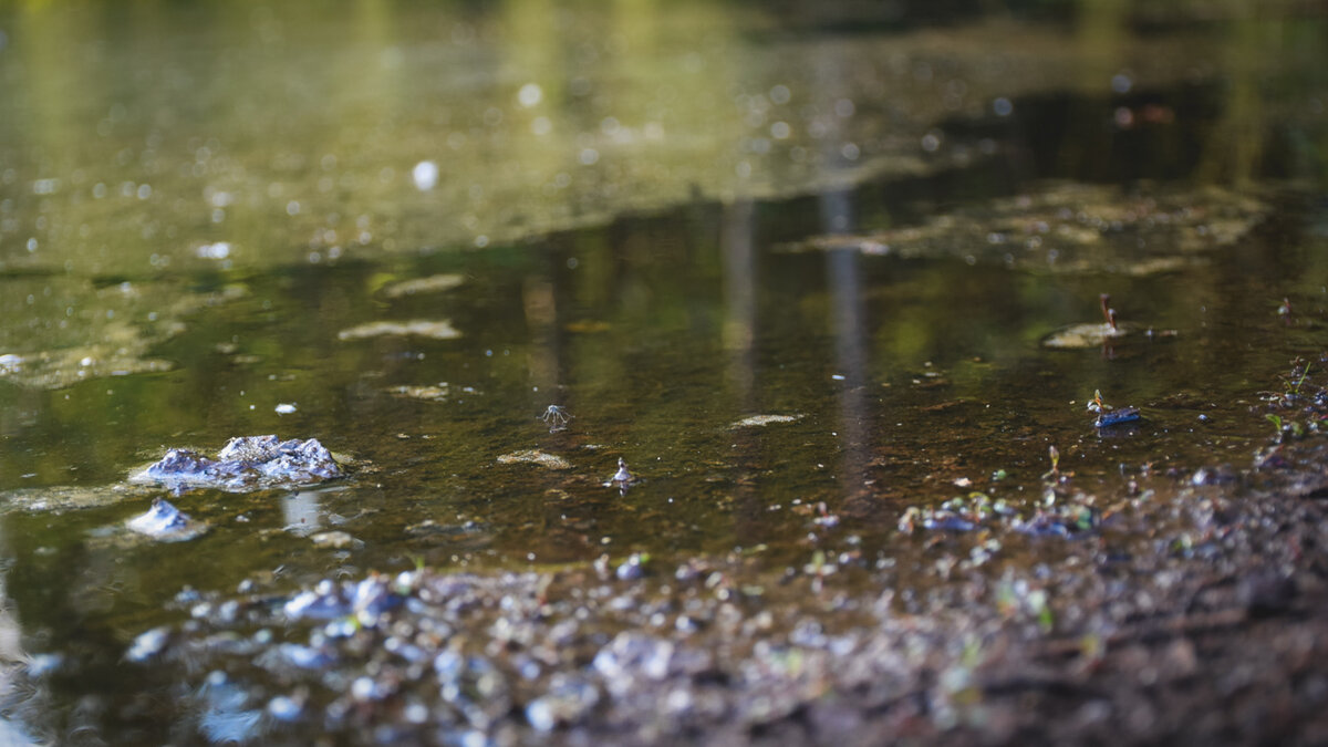     Около гостиницы в карельской столицы под воду ушла дорога, сообщили в Единой дежурно-диспетчерской службе.