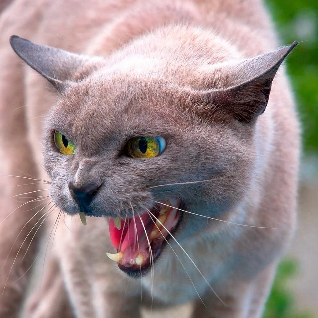 Фотография не моя, для наглядности 