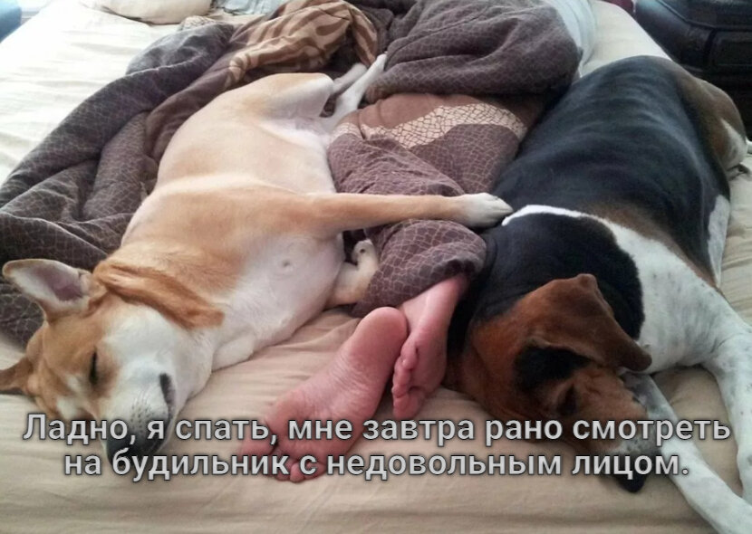 Доброе утро картинки с животными смешные с надписями прикольные