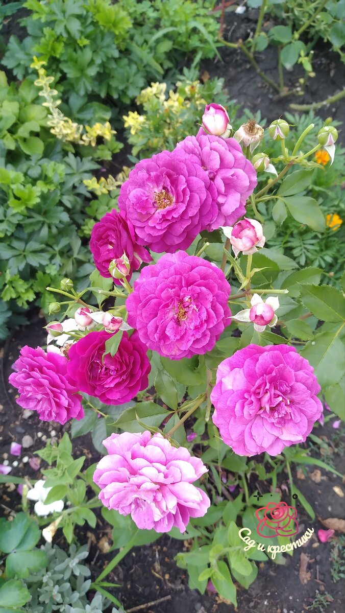 Эбб Тайд  (Ebb Tide). Фото автора. 14.07.23