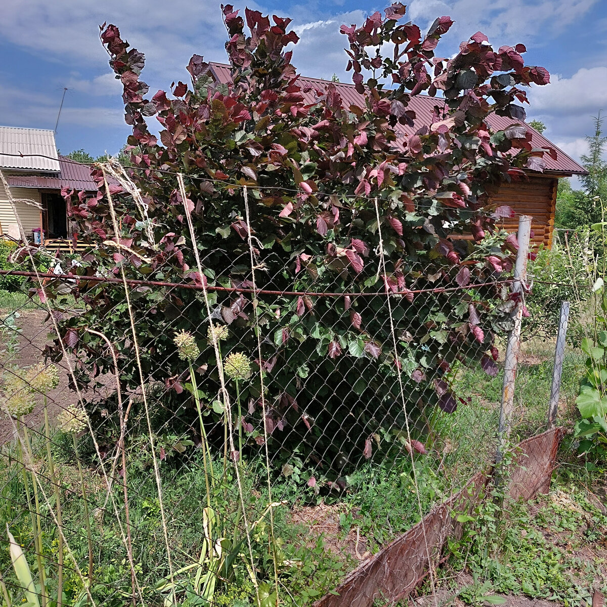 Это орешник. Нам он всем очень нравится и у нас растет еще один такой же крастнолистый, но пока что маленький. Из ухода за ним у нас пока только довольно регулярный полив, иногда зола и иногда кое-какая санитарная обрезка.