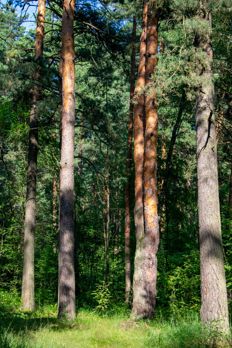Волшебный сосновый лес. Фотография автора статьи.