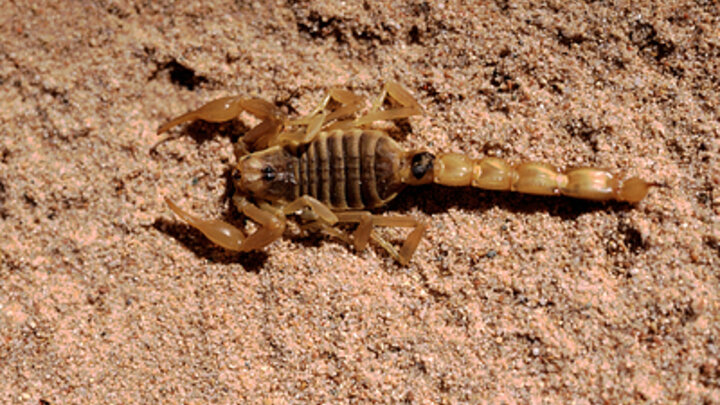 ФОТО: KONSTANTIN MIKHAILOV/GLOBALLOOKPRESS