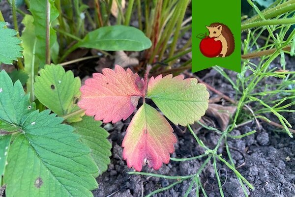 Покрасневшие листья у клубники - прямая угроза урожаю: что нужно сделатьсейчас, чтобы спасти урожай