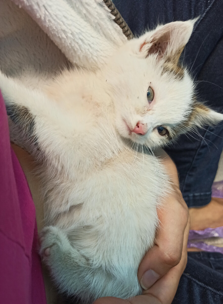 Пуша в первый день после спасения с улицы