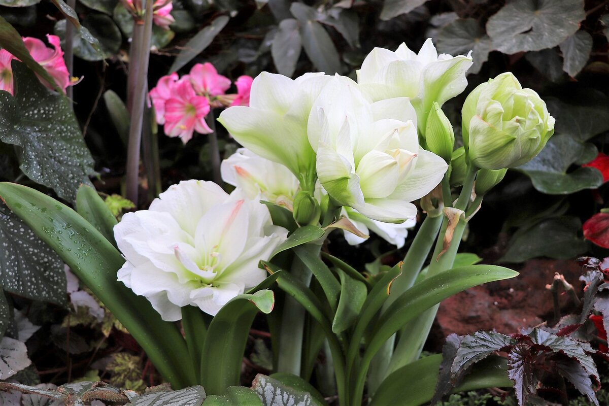 Амариллис - шикарный цветок, который получил широкое распространение у российских цветоводов. Фото с сайта pixabay.com