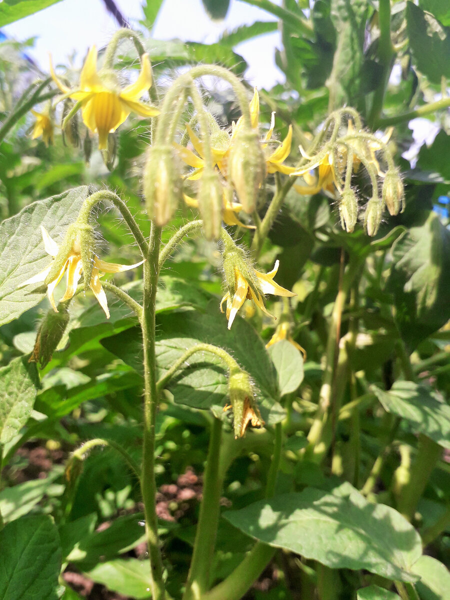 Мои томатики после систематических обработок фитофторозом не заболели